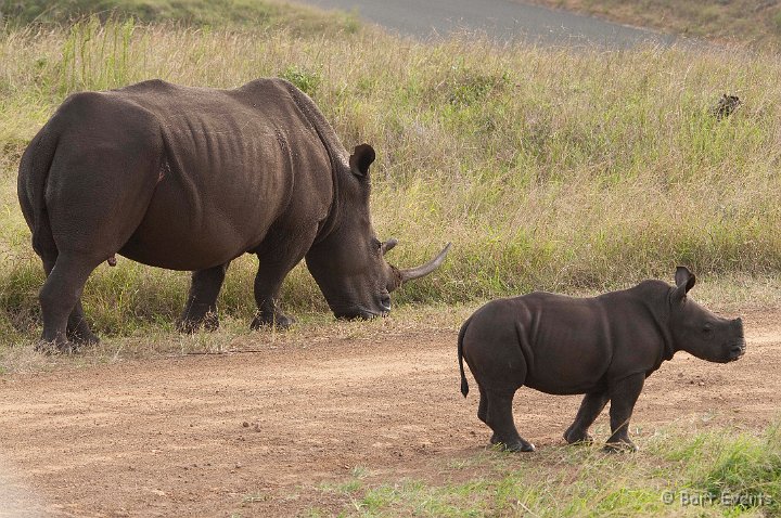 DSC_1887.jpg - White Rhino