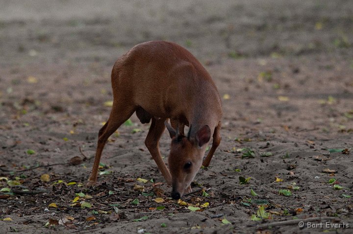 DSC_1896.jpg - Red/Natal Duiker