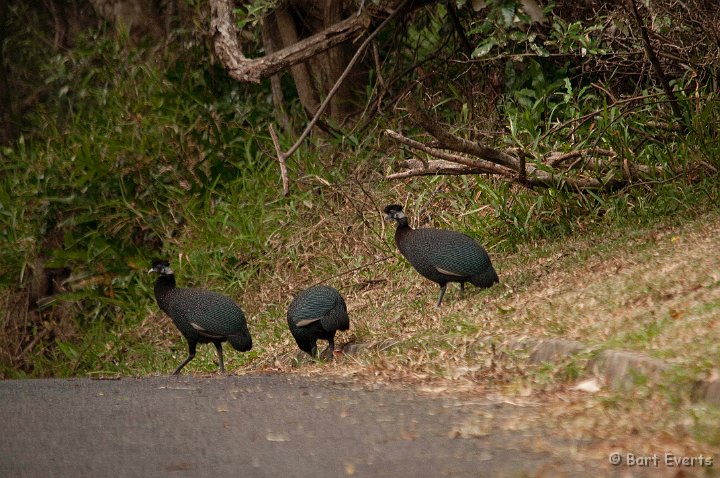 DSC_1899.jpg - Crested Guineafowl