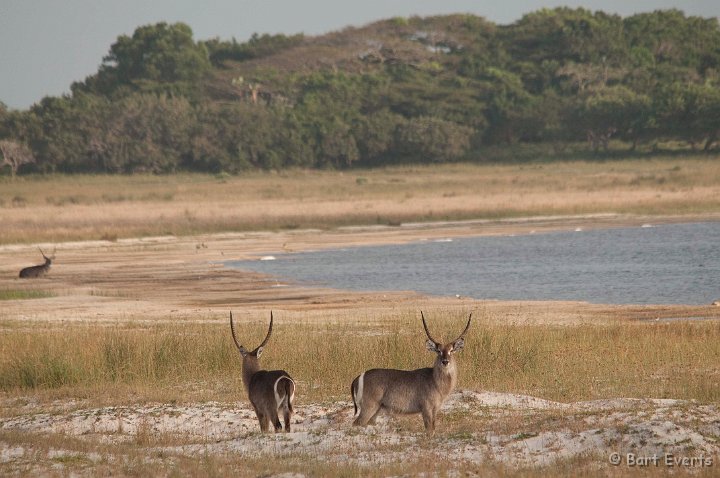 DSC_1909.jpg - Ellips waterbuck