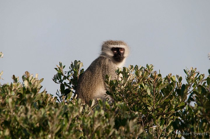 DSC_1910.jpg - Vervet Monkey