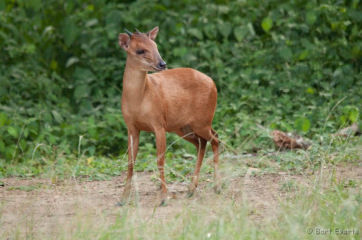 DSC_1920.jpg - Red/Natal Duiker