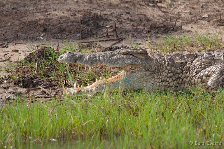 DSC_1924.jpg - Nile Crocodile