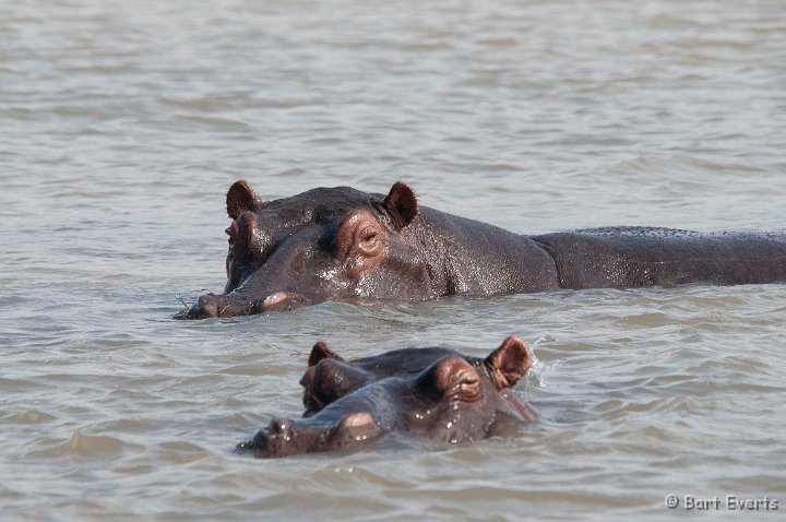 DSC_1929.jpg - Hippos