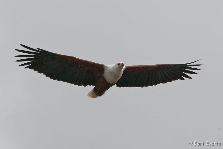 DSC_1945.jpg - Fish Eagle