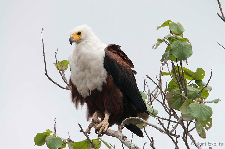 DSC_1956.jpg - Fish Eagle