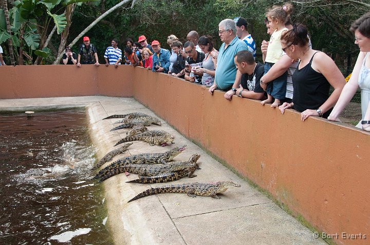 DSC_1960.jpg - Young Nile Crocodile