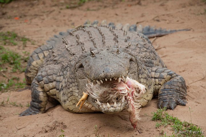 DSC_1965.jpg - Nile Crocodile