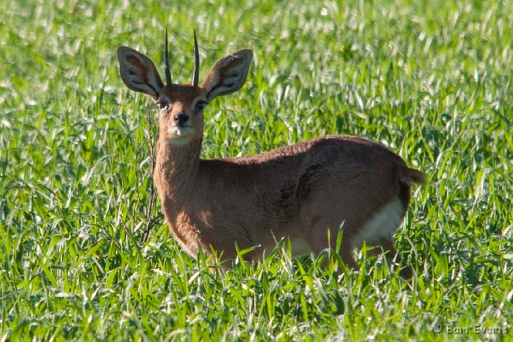 DSC_5821.jpg - Cape Grysbokkie