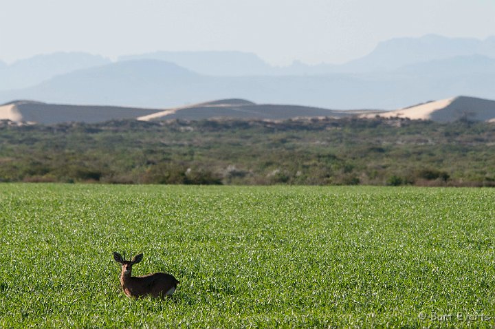 DSC_5823.jpg - Cape Grysbokkie