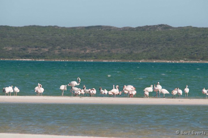 DSC_5869.jpg - West Coast National Park with Greater Flamingos