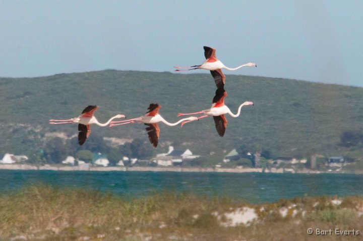DSC_5874.jpg - Flamingos flying in