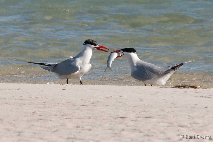 DSC_5878.jpg - Caspian Terns