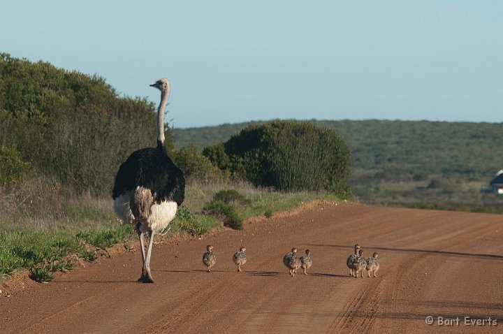 DSC_5887.jpg - Ostrich dad with its kids