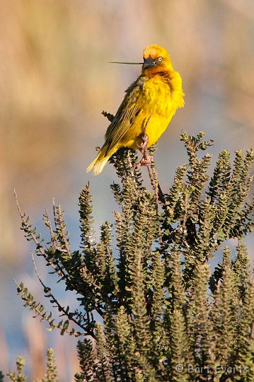 DSC_5888.jpg - Cape Weaver