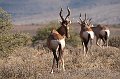 Karoo NP