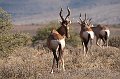 Karoo NP