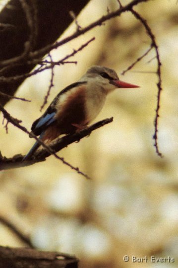 Scan10090.jpg - Grey-headed Kingfisher