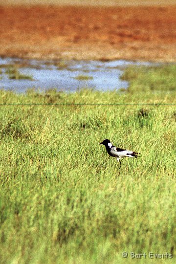 Scan10092.jpg - Blacksmith plover close to Lake Eyashi