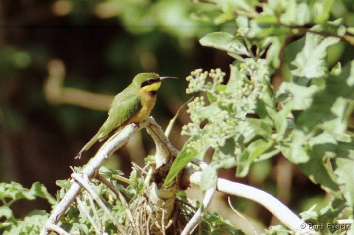 Scan10093.jpg - Little Bee-eater