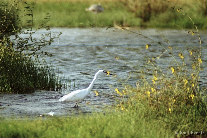 Scan10095.jpg - Little Egret