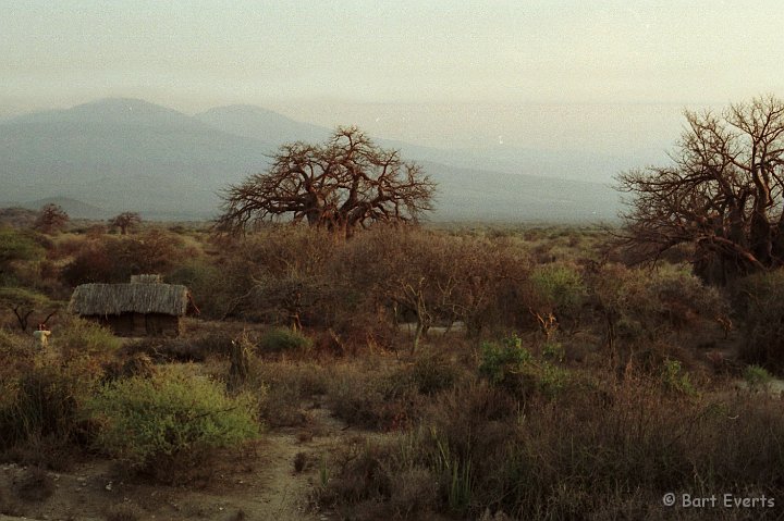 Scan10099.jpg - Baobab trees