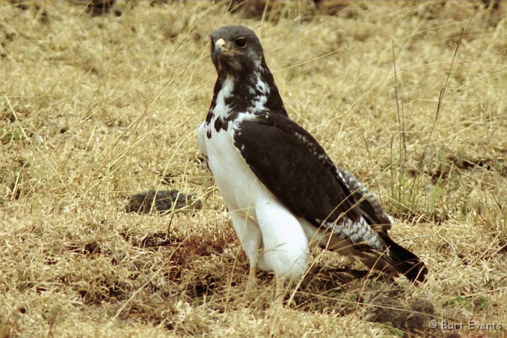 Scan10057.jpg - Augar Buzzard