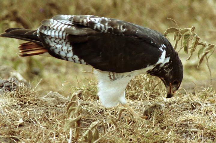 Scan10058.jpg - Augar Buzzard