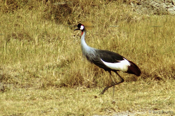 Scan10063.jpg - Grey Crowned Crane