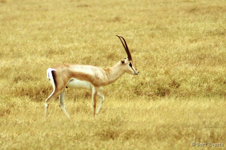 Scan10066.jpg - Grant's Gazelle