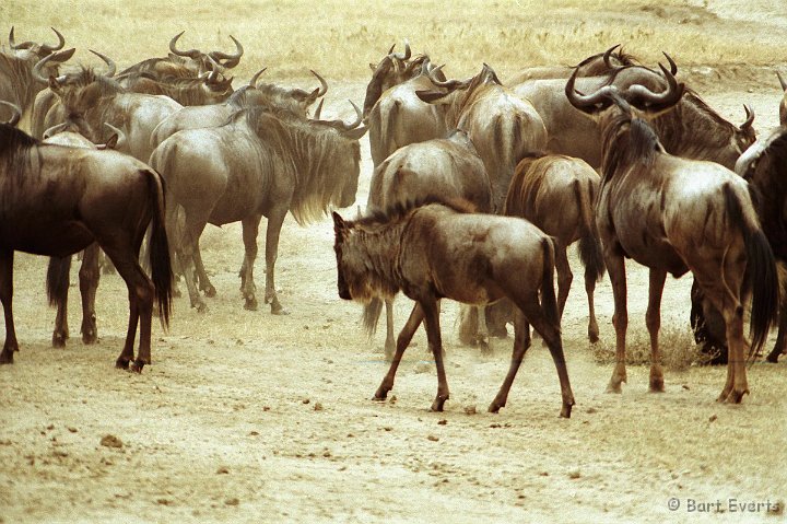 Scan10068.jpg - Wildebeest