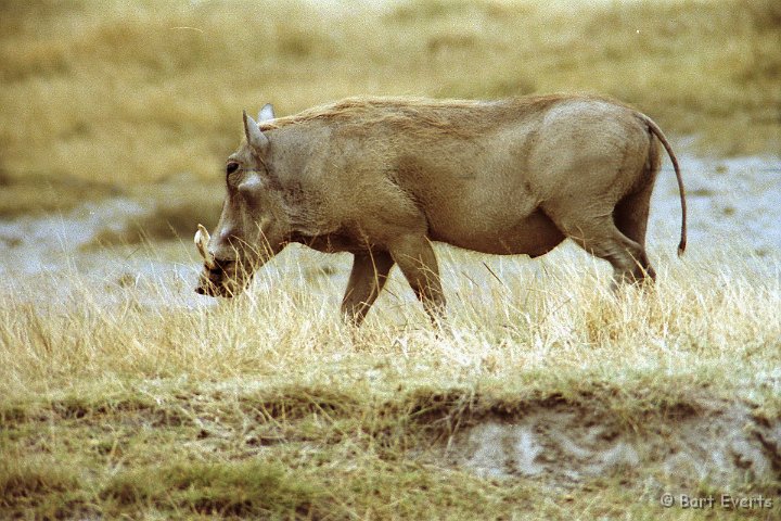 Scan10069.jpg - Warthog