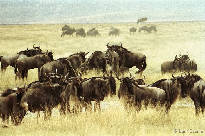 Scan10070.jpg - Wildebeest