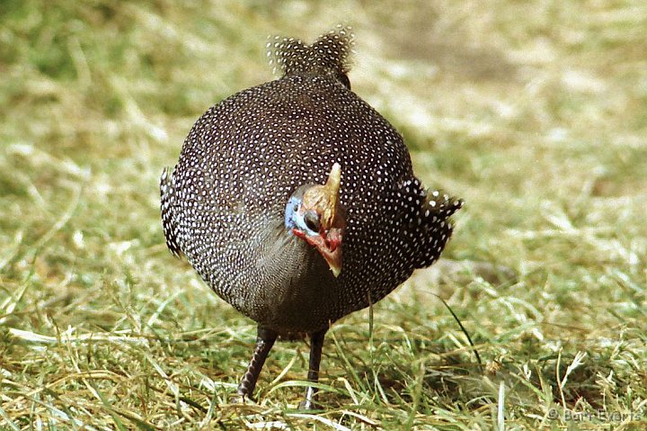 Scan30051.jpg - Helmeted Guineafowl