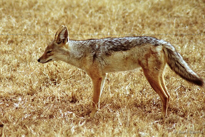 Scan30052.jpg - Black-backed Jackal