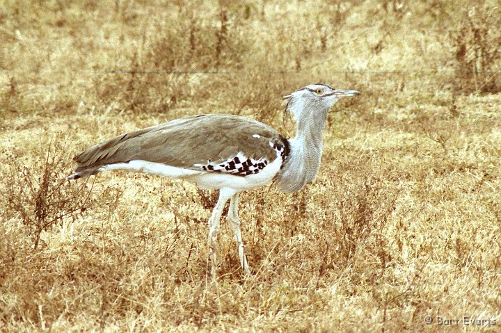 Scan30053.jpg - Kori Bustard