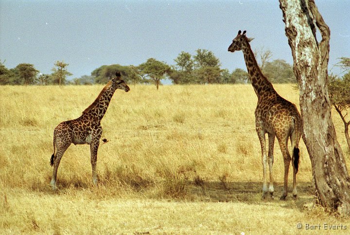 Scan10012.jpg - Masai Giraf