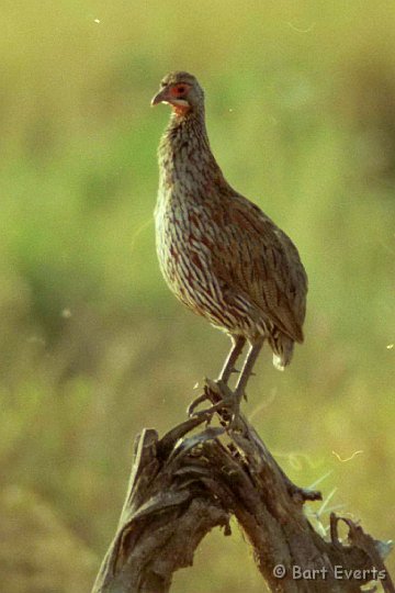 Scan10018.jpg - Endemic greybreasted spurfowl