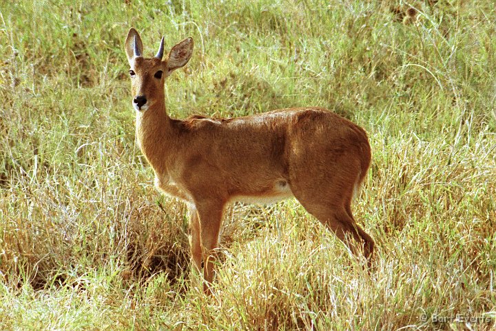 Scan10122.jpg - reedbuck