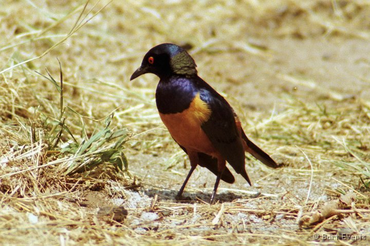 Scan30015.jpg - Hildebrands starling