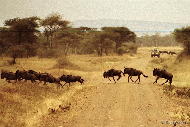 Scan30020.jpg - Wildebeests crossing our road