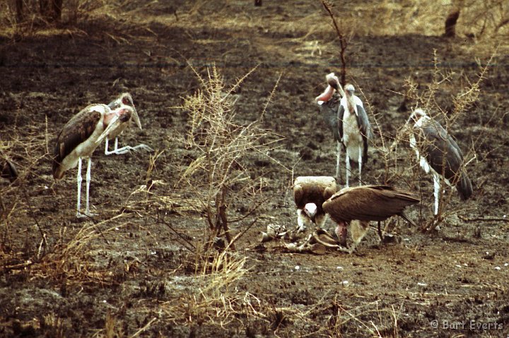 Scan30021.jpg - Marabous and Lapped-faced Vultures