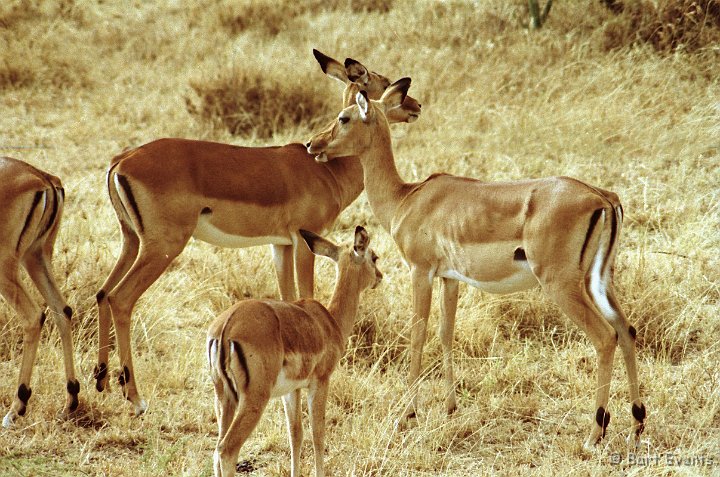 Scan30022.jpg - Impala