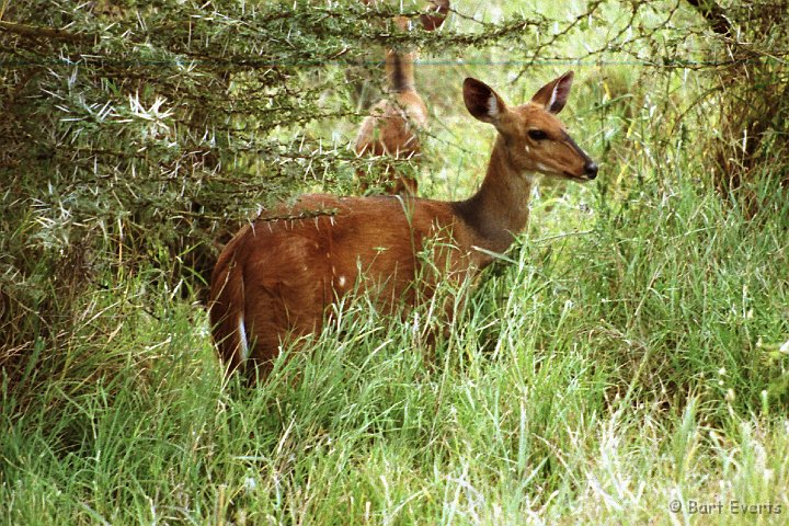 Scan30024.jpg - Bushbuck