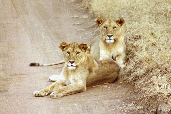 Scan30026.jpg - Lionesses