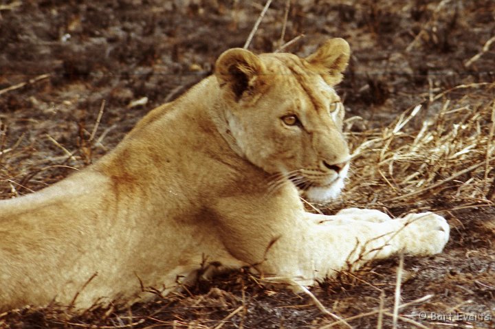 Scan30027.jpg - Lioness