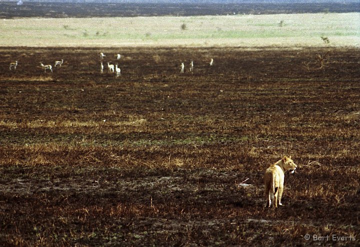 Scan30029.jpg - Thompson Gazelles not impressed by lioness