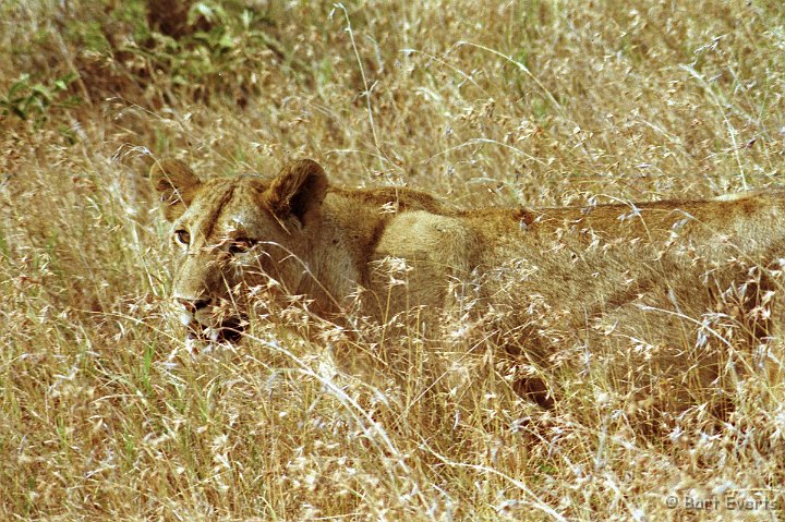Scan30030.jpg - lioness on the move