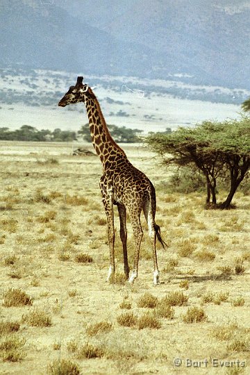 Scan30036.jpg - Masai Giraf