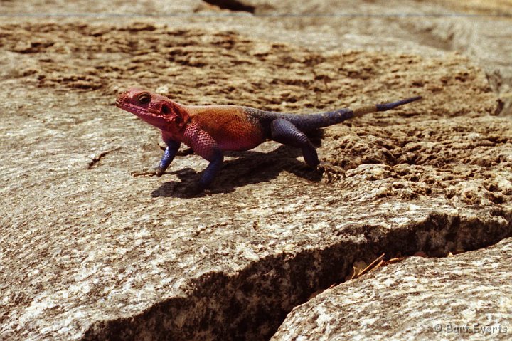 Scan30039.jpg - Brightly colored Agama